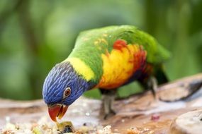 yellow parrot with blue head