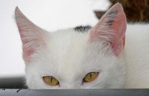 yellow eyes of a white cat