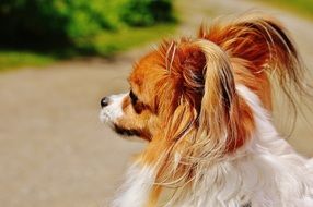 Chihuahua sitting on the asphalt path with protruding ears