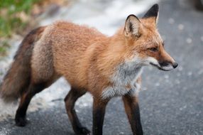 fox on the street