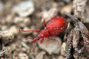 red beetle in the sand in the garden