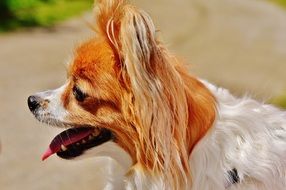 Chihuahua is breathing with his mouth open because it is hot outside