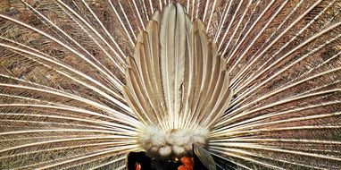chic peacock wheel