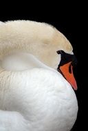 Swan with orange Beak closeup