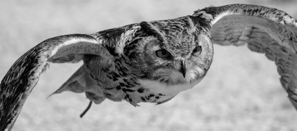 black and white photo of a flying owl