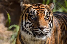 angry Sumatran Tiger