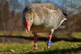 gray goose near the pond on a sunny day close-up