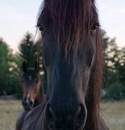 chic Horse Head Portrait