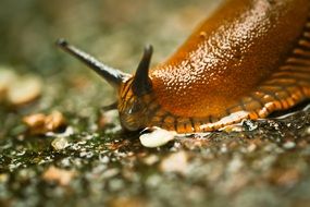 Closeup photo of Snail on a ground