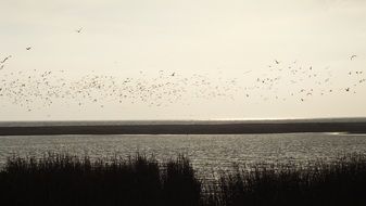 Wetland Birds in gorgeous Landscape view