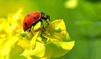 tiny ladybug on the yellow flower