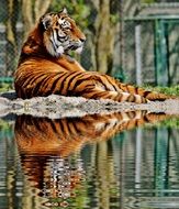 tiger lying by the water, germany, munich, Hellabrunn Zoo