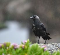 chic Jackdaw Rain Bird