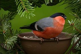 painted bullfinch