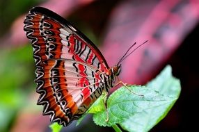 Cethosia biblis on a flower