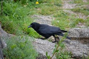 foraging black raven on the ground