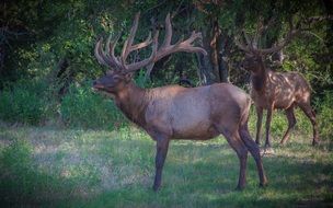 beautiful Elk Wildlife