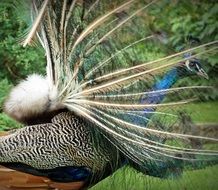 picture of beautiful Peacock bird with amazing Feathers