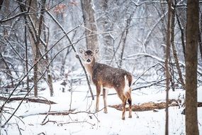 Deer in a snowy forest