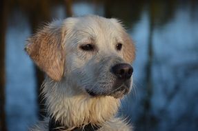 head of pooch close up