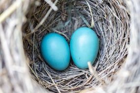 Eggs Blue in nest