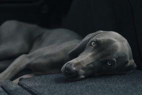 photo of a tired domestic smooth-haired dog