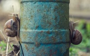 snails on blue pipe