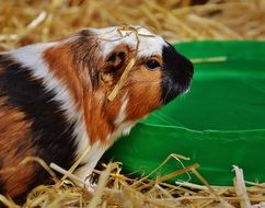 guinea pig