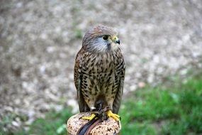 young wild kestrel close-up on blurred background