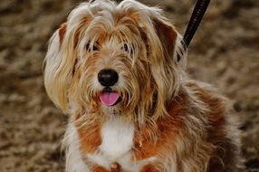 Dog Tintin