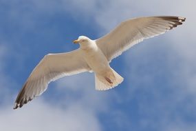 seagull with wide wings spread