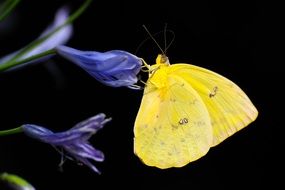 yellow butterfly on a flower on a black background