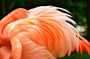 pink flamingo cleans feathers