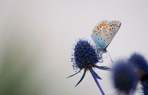 spotted butterfly on blue flower