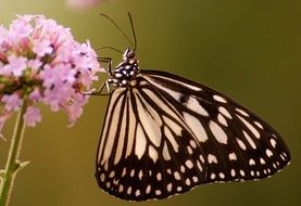 Butterfly on pink Flower close-up on blurred background