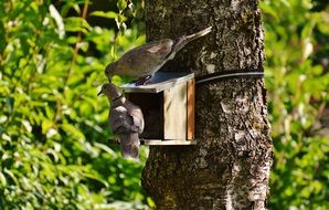 two doves on the tree came to the feeder to eat