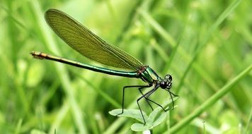 macro picture of green dragonfly