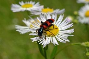 red black beetle on a daisy