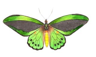 green isolated butterfly