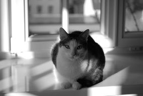 black and white portrait of a cat in the daylight