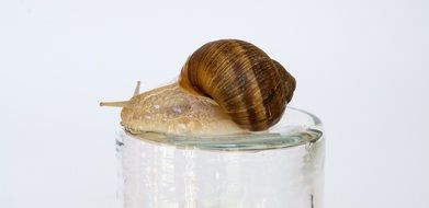 snail on a glass table