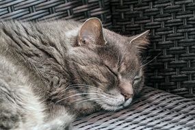 cute lovely Cat Sleep