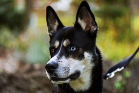 cute husky dog with different eyes on a leash