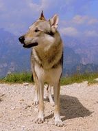 wolf on a background of mountain landscape