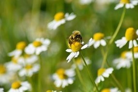Bee Flower Yellow Summer Pollen