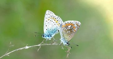 Lycaenidae polyommatus Butterflies