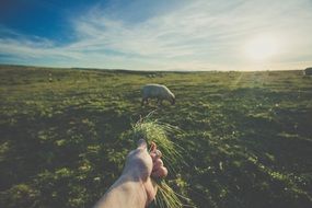 Sheep eating grass