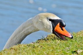 Swan stuck his head out from behind the hill