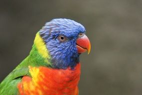 Parrot Bird Zoo