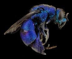 Macro picture of Cuckoo Wasp